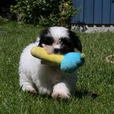 Blanding af racer Sofie