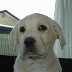 Blanding af racer Luna