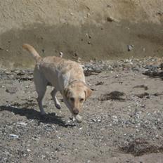 Labrador retriever Inez