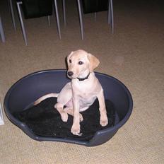 Labrador retriever Inez