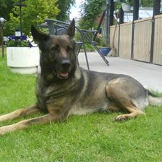 Schæferhund Laguso Mille - *Mille* (Min mor's)