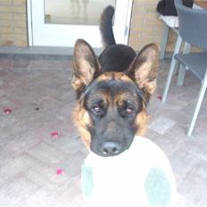 Schæferhund Buller R.I.P.