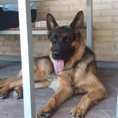 Schæferhund Buller R.I.P.