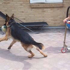Schæferhund Buller R.I.P.
