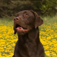 Labrador retriever Aimee