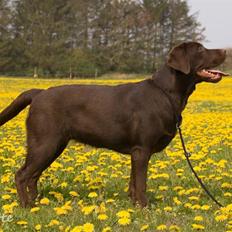 Labrador retriever Aimee