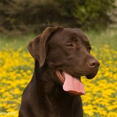 Labrador retriever Aimee