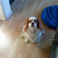 Cavalier king charles spaniel Baloo - RIP :'(