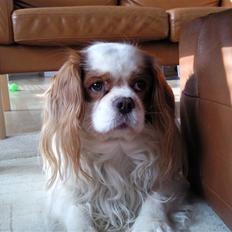 Cavalier king charles spaniel Baloo - RIP :'(