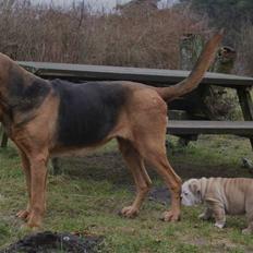 Engelsk bulldog Lincoln