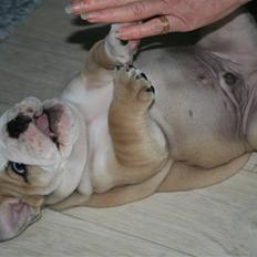 Engelsk bulldog Lincoln