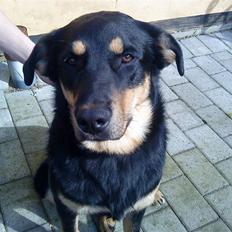 Blanding af racer Barso