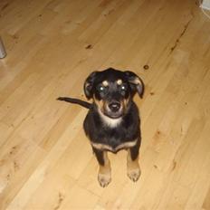 Blanding af racer Barso