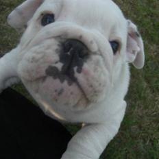 Engelsk bulldog Douglas