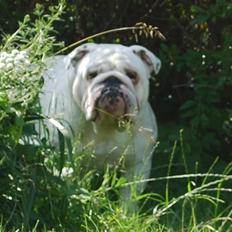 Engelsk bulldog Douglas