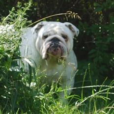 Engelsk bulldog Douglas 