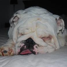 Engelsk bulldog Douglas