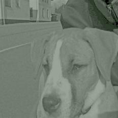 Blanding af racer coco