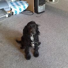 Blanding af racer Lady 