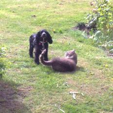 Blanding af racer Lady 