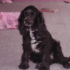 Blanding af racer Lady 