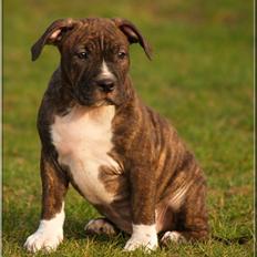 Amerikansk staffordshire terrier Babe den kække hund