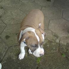 Amerikansk staffordshire terrier Bastian  solgt =(
