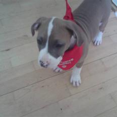 Amerikansk staffordshire terrier Bastian  solgt =(