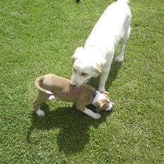 Amerikansk staffordshire terrier Bastian  solgt =(