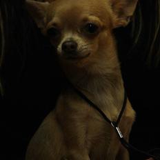 Chihuahua Vesterborgs Karla