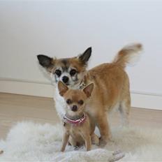 Chihuahua Vesterborgs Karla