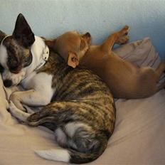 Chihuahua Vesterborgs Karla