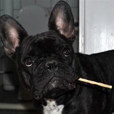 Fransk bulldog Molli 