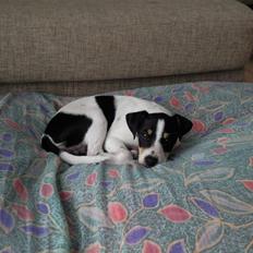 Dansk svensk gaardhund Louie