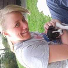 Dansk svensk gaardhund Louie