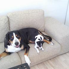 Dansk svensk gaardhund Louie