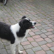 Border collie Silas