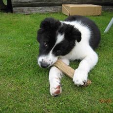 Border collie Silas