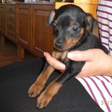 Dvaergpinscher Cookie - Vedhauge Malou