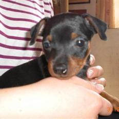 Dvaergpinscher Cookie - Vedhauge Malou