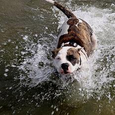 Amerikansk bulldog Kettners Gucci Mali Malou