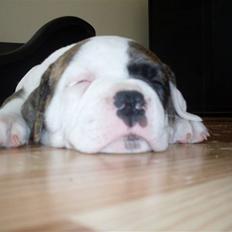 Amerikansk bulldog Kettners Gucci Mali Malou