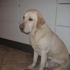 Labrador retriever Kiwi