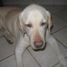 Labrador retriever Kiwi