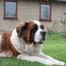 Sankt bernhardshund Lucky RIP