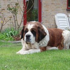 Sankt bernhardshund Lucky RIP