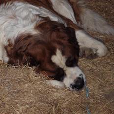 Sankt bernhardshund Lucky RIP