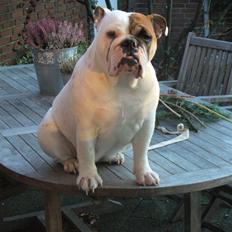 Engelsk bulldog Alma