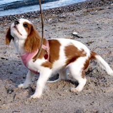 Cavalier king charles spaniel Smilla