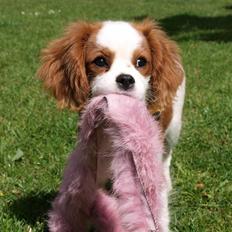 Cavalier king charles spaniel Smilla